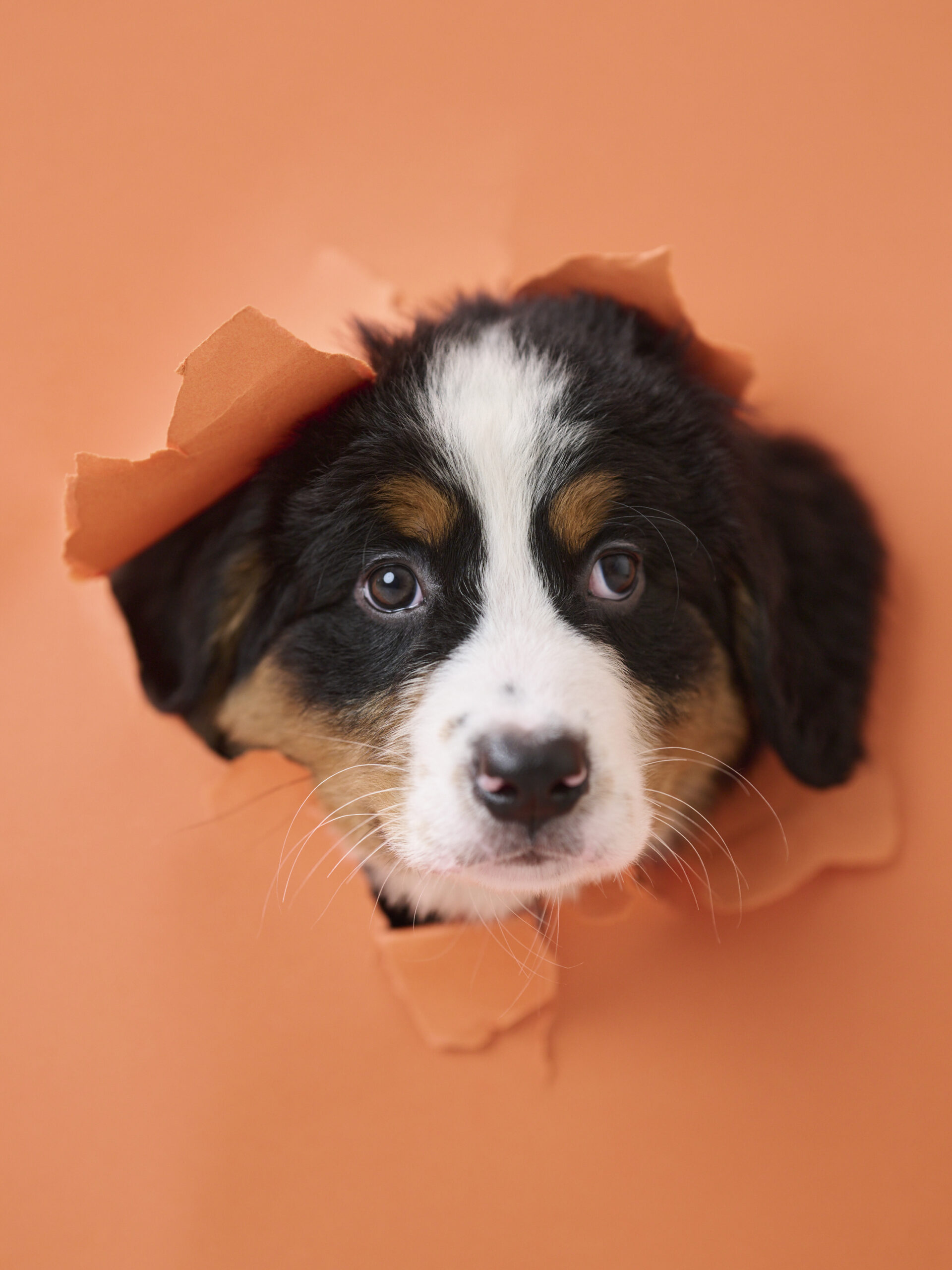 hitagraphs_202508_ペット撮影